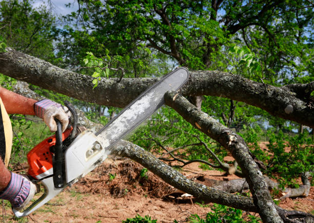 Best Tree Pruning Services  in King George, VA